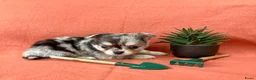 Pomchi honden te koop: 75% chihuahua/25% Pomeriaan pups zoeken huisje - Advertentie 1