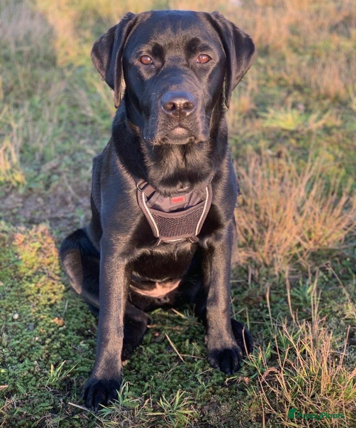 Labrador Retriever honden NEST AANKONDIGING LABRADOR PUPS - Advertentie 2