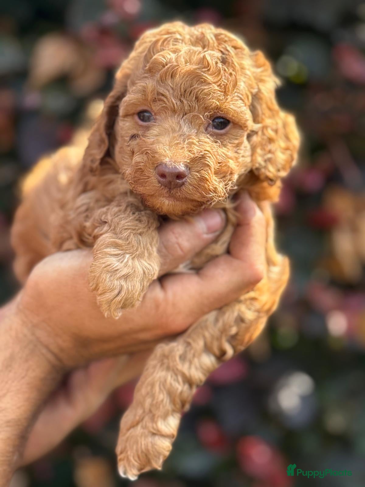Labradoodle honden Mooie mini labra doodle pups zoeken nieuw thuis! - Advertentie 10