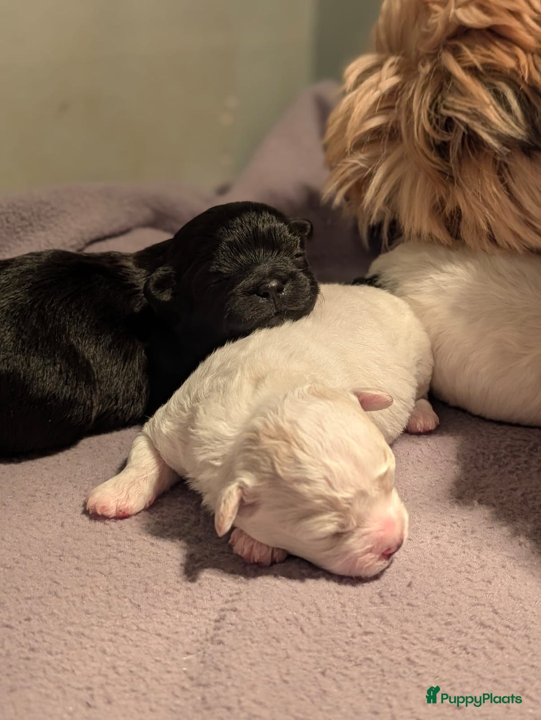 Kruising honden te koop: Lief boomer nestje  - Advertentie 4