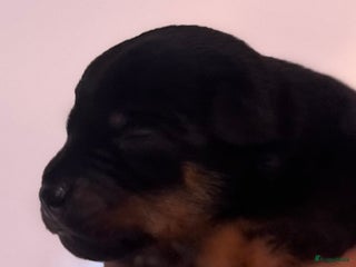 Kruising honden Carlin Pinscher Pups - Advertentie 1