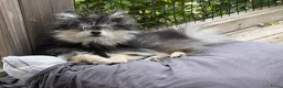 Pomeriaan honden te koop: Lief aanhankelijk meisje  - Advertentie 2