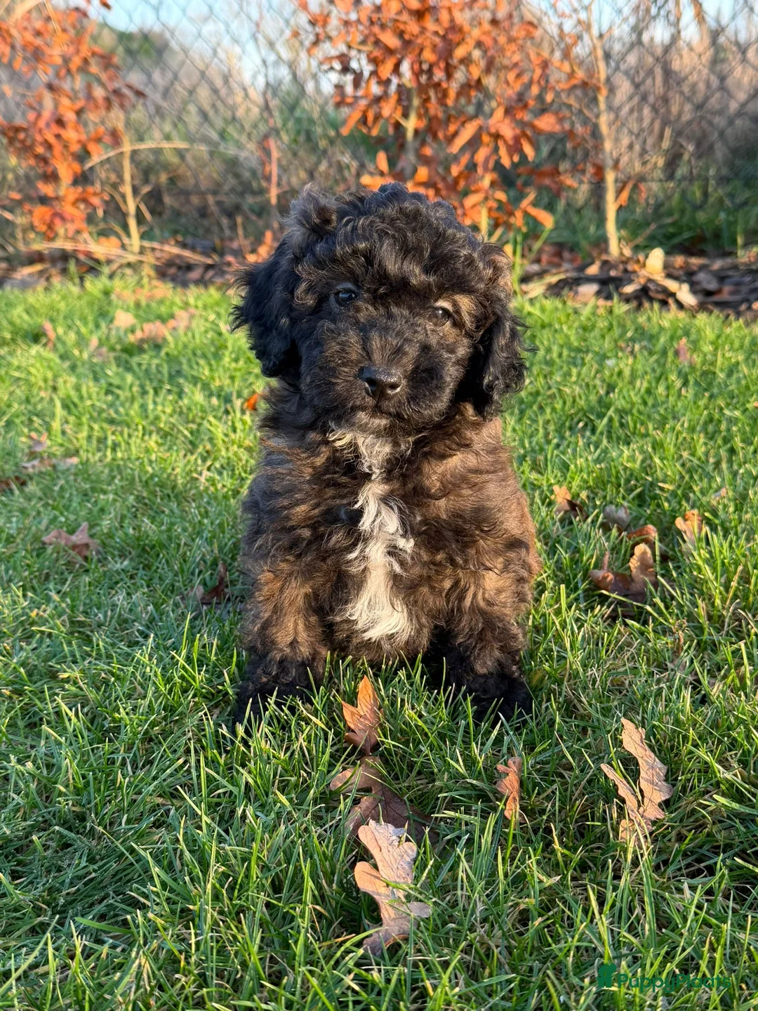 Maltipoo honden te koop: Leuke maltipoo pups  - Advertentie 14