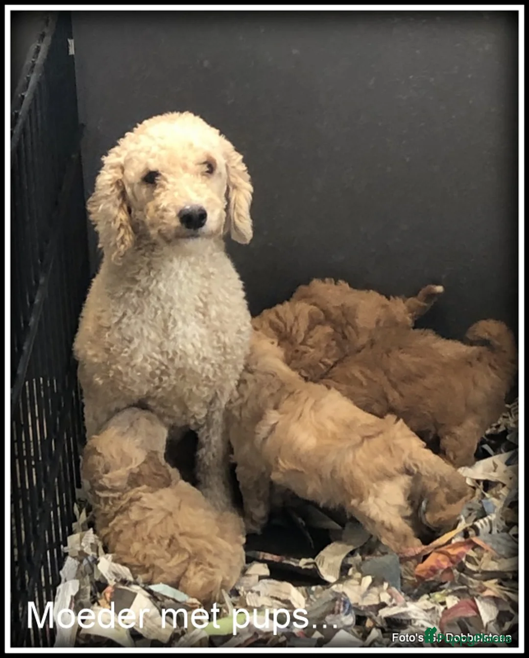 Maltipoo honden te koop: Maltipoo F1b pups - Advertentie 23