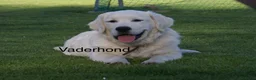 Golden Retriever honden te koop: Prachtige golden retriever pups te koop - Advertentie 4