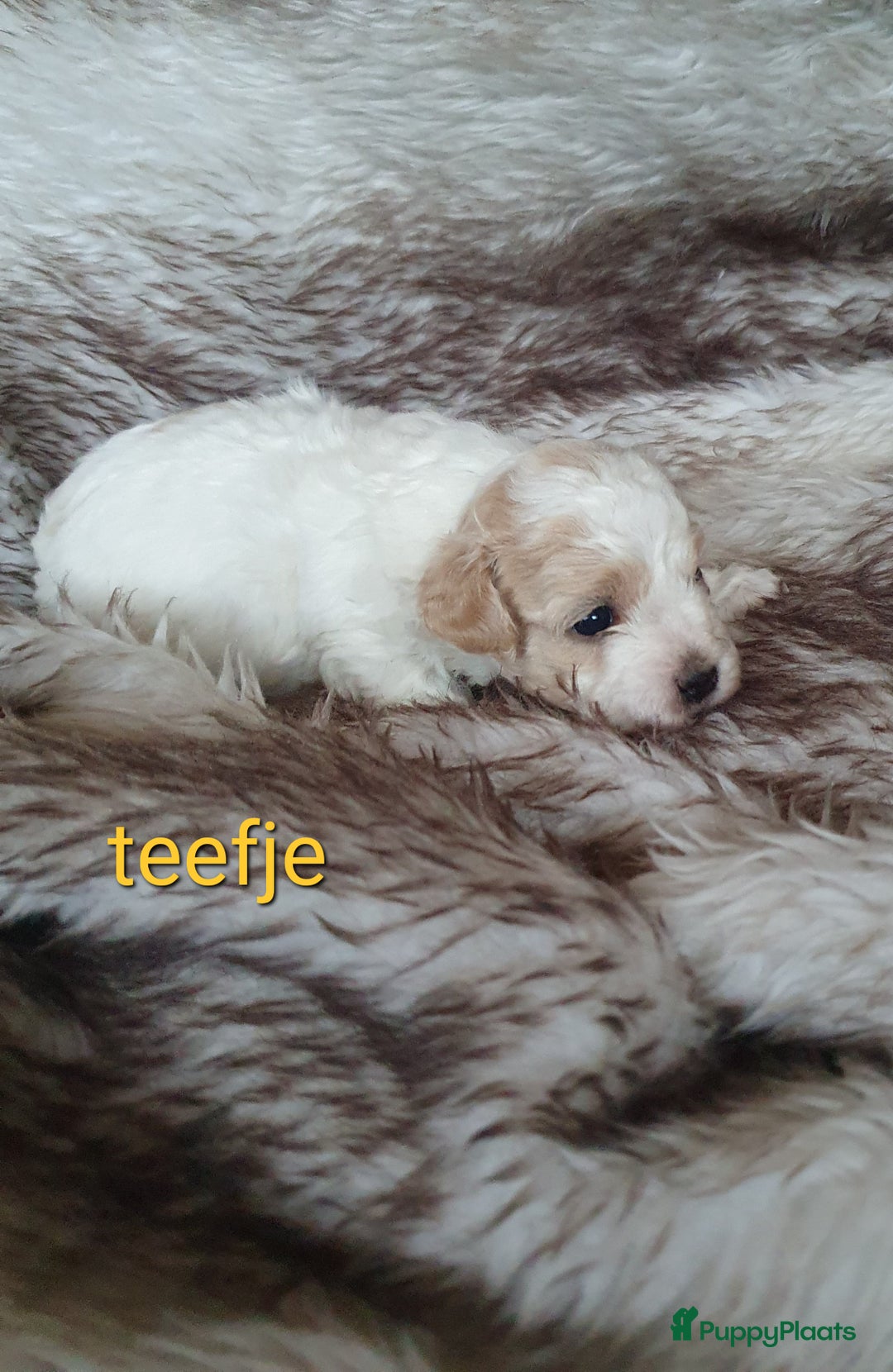Maltipoo honden te koop: Maltipoo - Advertentie 2