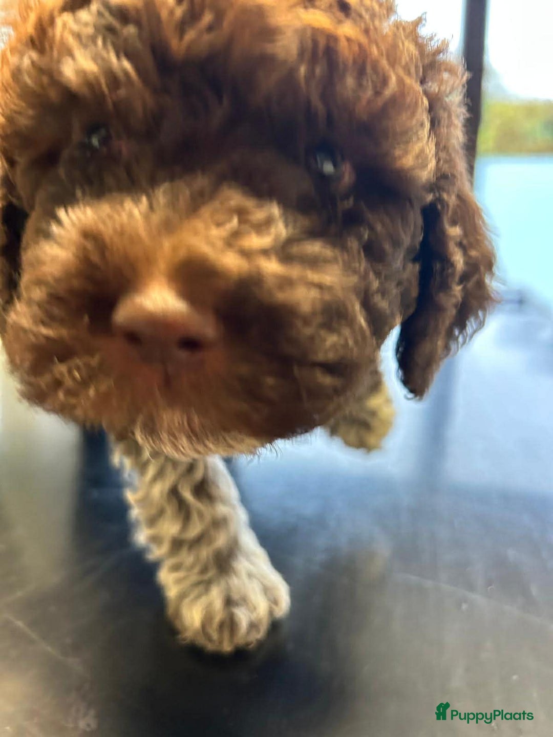 Lagotto Romagnolo honden te koop: Lagotto Romagnolo - Ollie - Advertentie 6