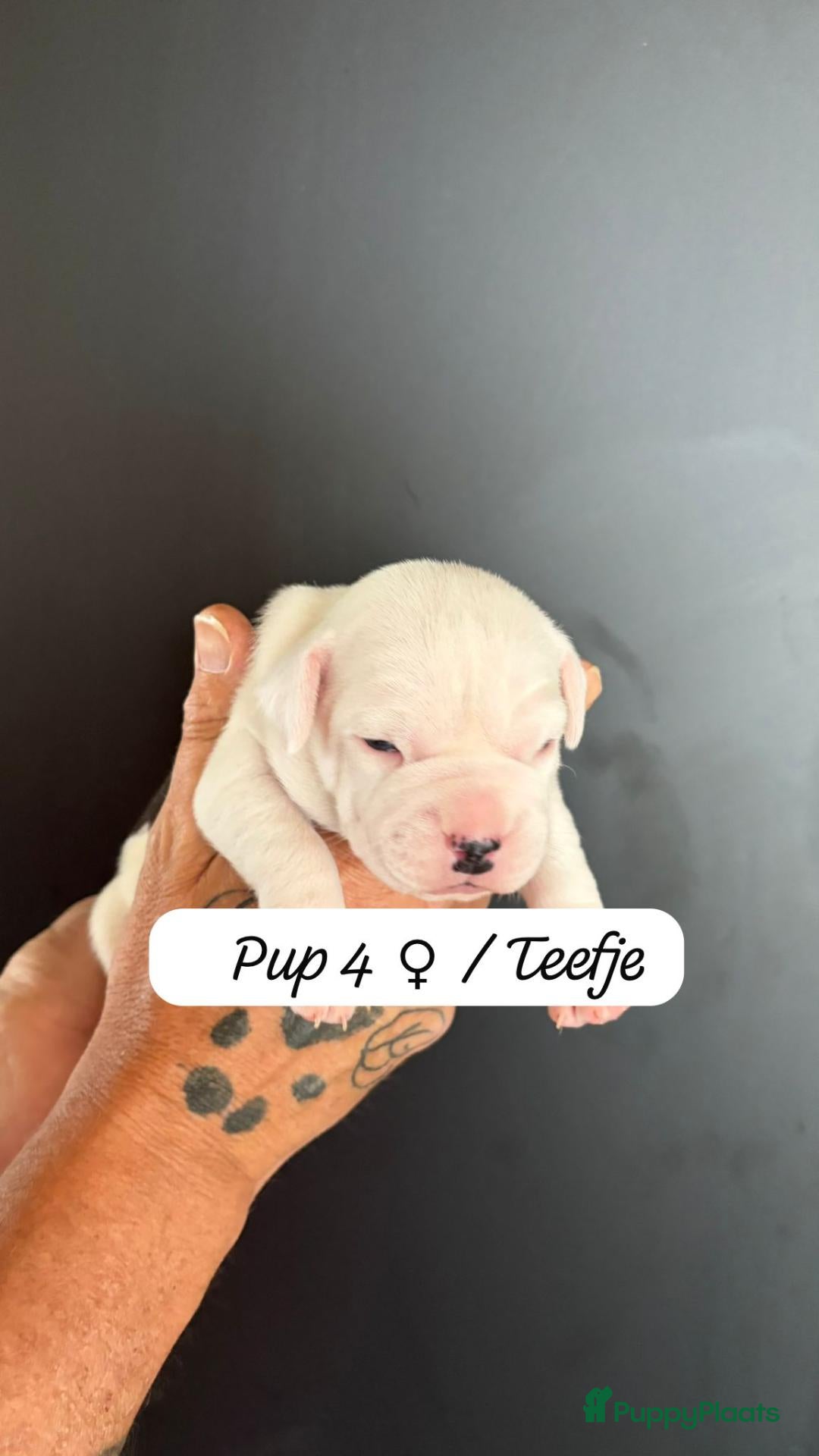 American Staffordshire Terriër honden Prachtig nestje, 2 reutjes, 2 teefjes - Advertentie 2