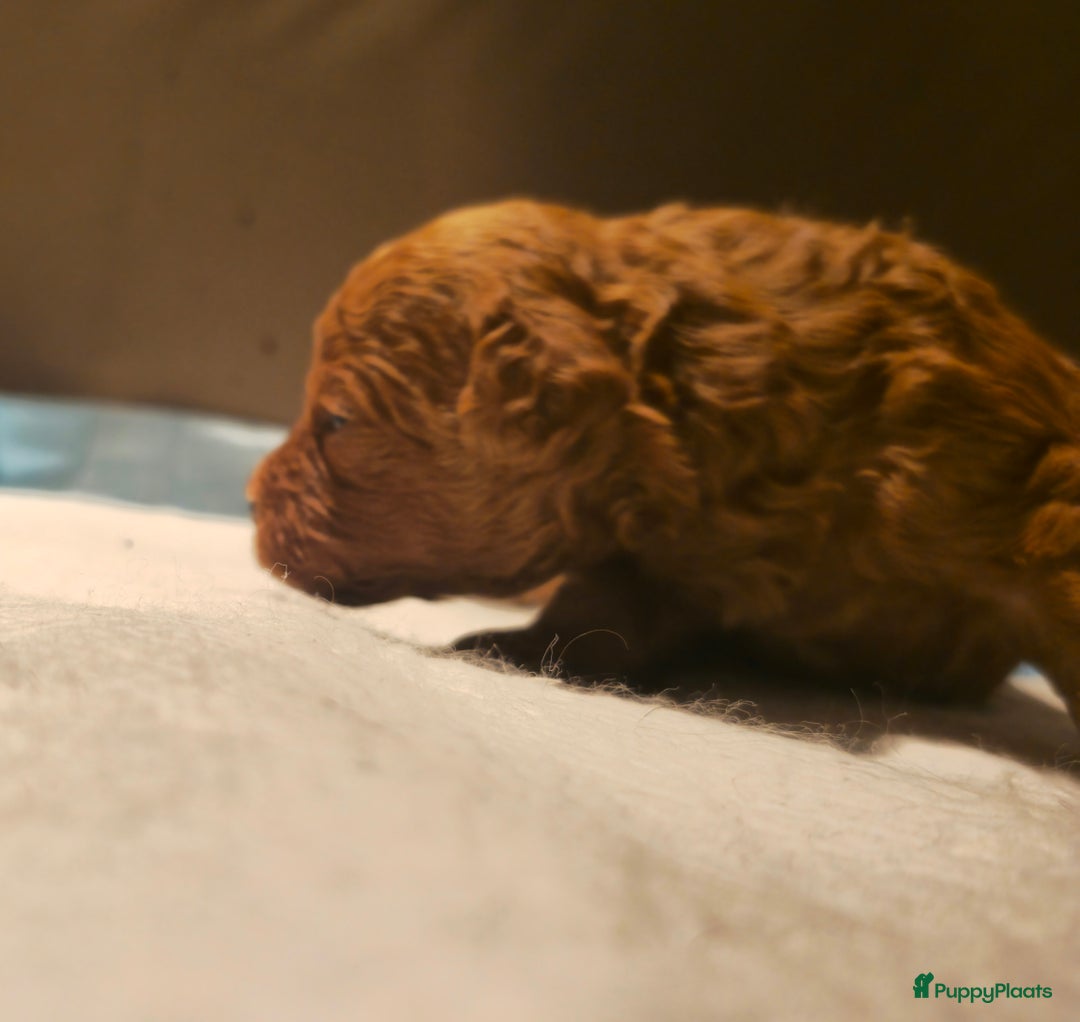 Poedel Toy honden te koop: Toy/dwerg poedel pups 🐾 - Advertentie 16