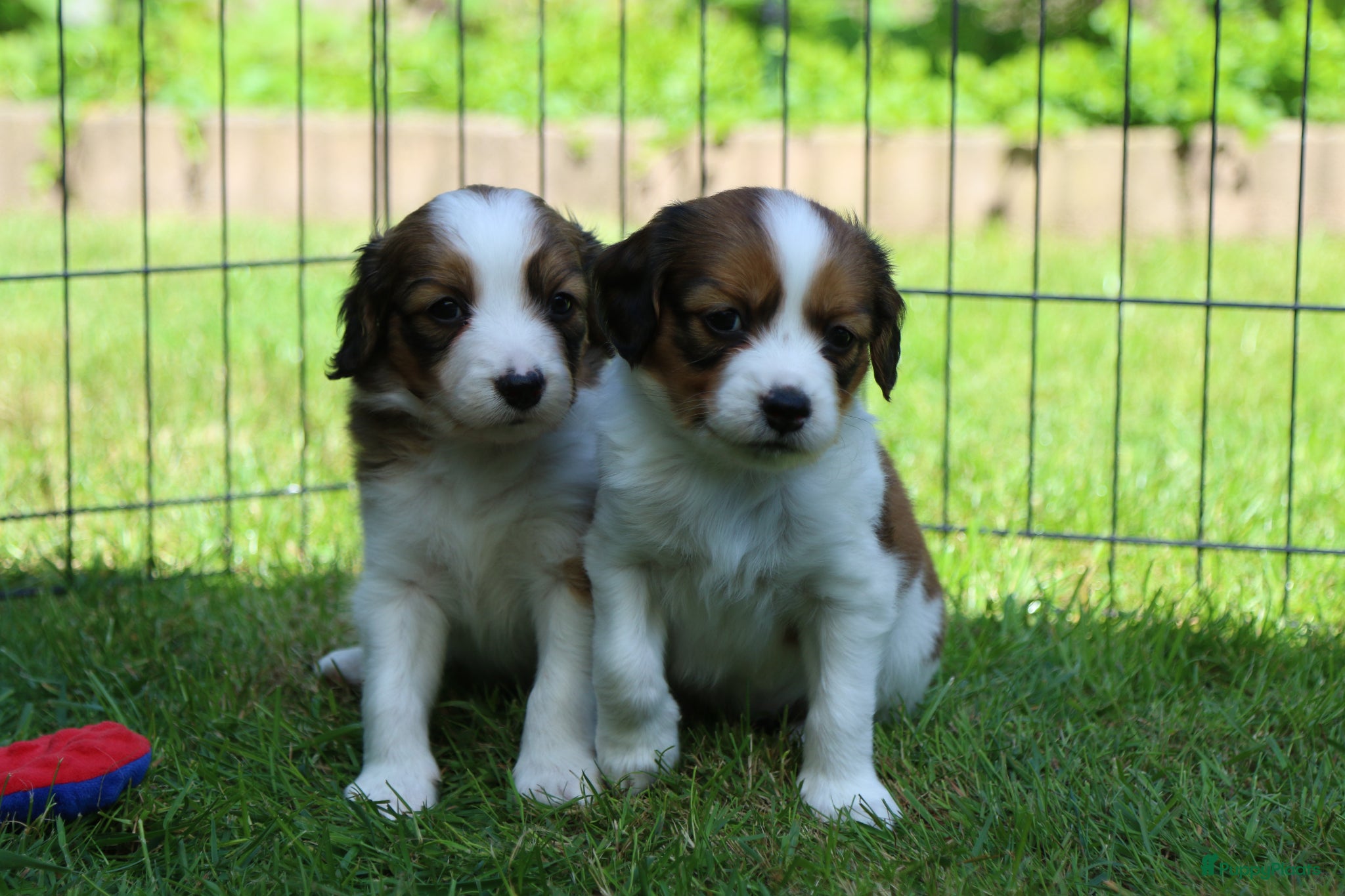 Kooikerhondje honden Raszuivere Kooiker pups alleen nog reutjes - Advertentie 1