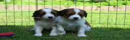Kooikerhondje honden te koop: Raszuivere Kooikerpup reu. - Advertentie 9