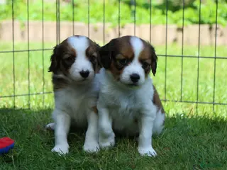 Kooikerhondje honden Raszuivere Kooiker pups nog 1 reutje beschikbaar - Advertentie 5