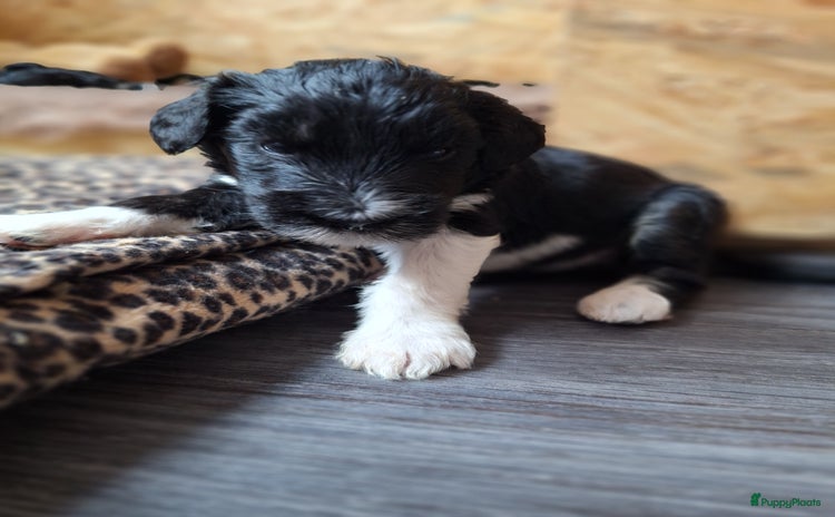 Bernedoodle honden - Advertentie 7