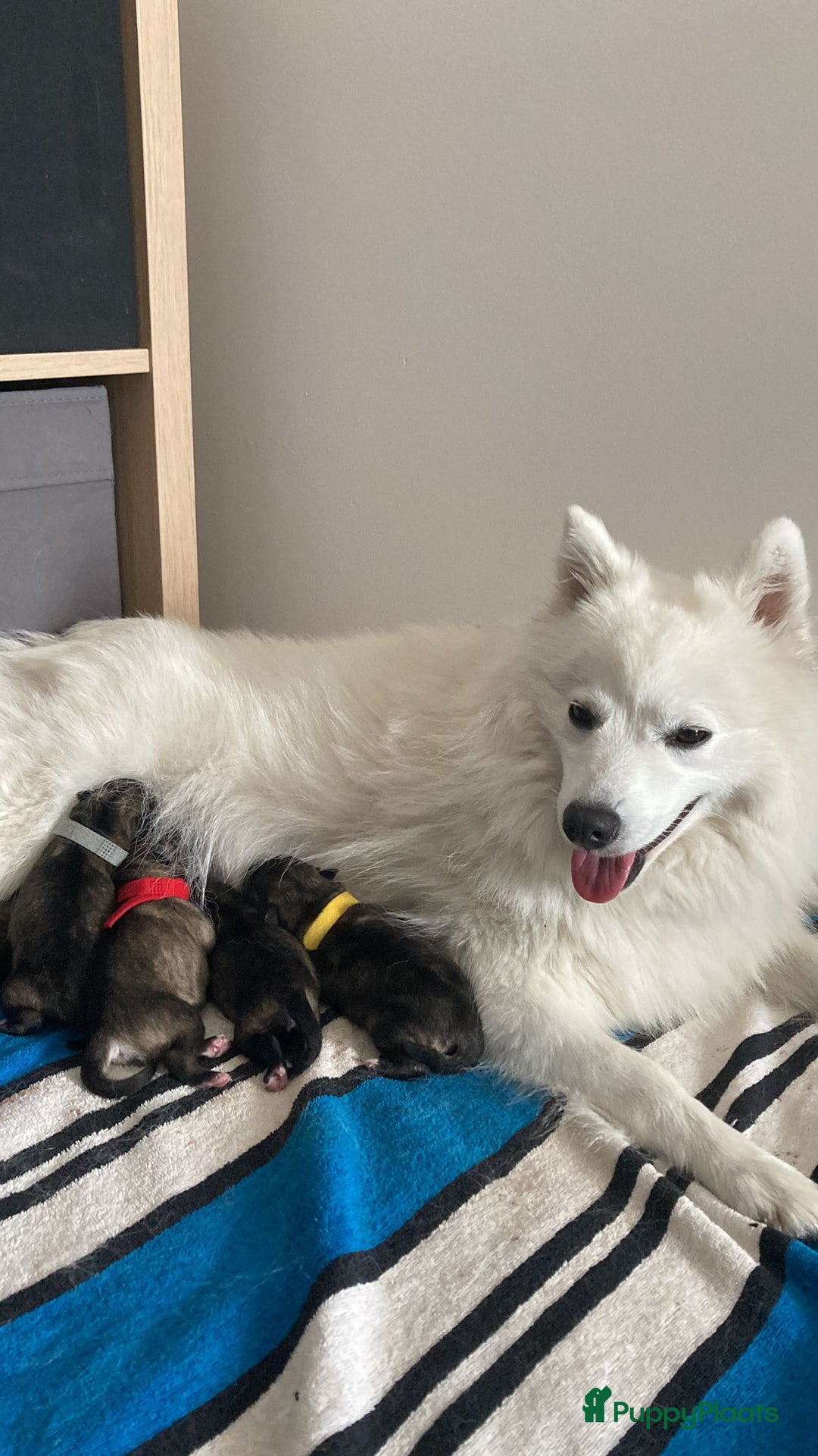 Keeshond honden te koop: Kruising Keeshond X Japanse Spits - Afbeelding 7