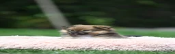 Kruising honden te koop: Eerste familiale nestje Poshie pups - Advertentie 3