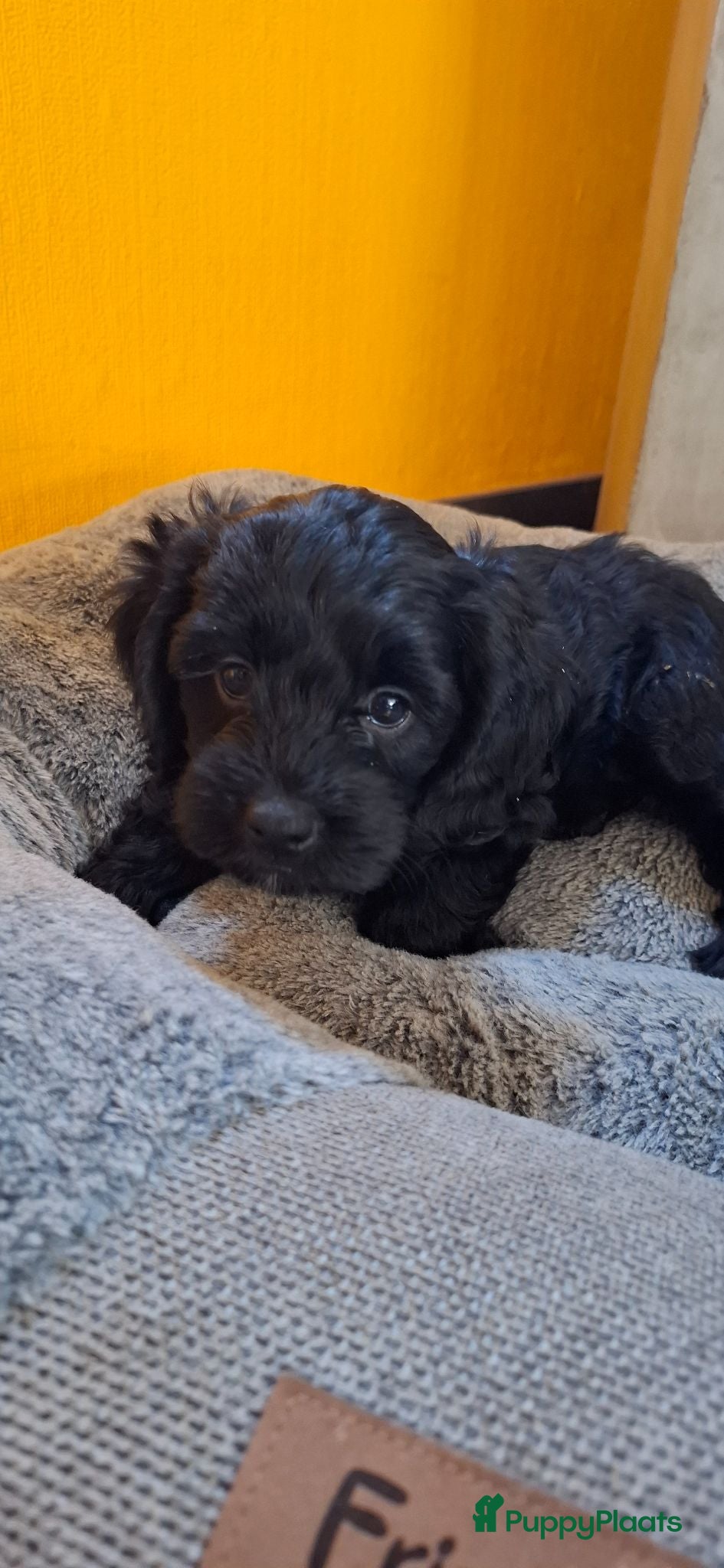 Cavapoo honden Prachtige cavapoo pups meteen beschikbaar - Advertentie 1
