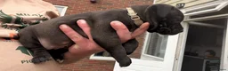 American Staffordshire Terriër honden te koop: Amerikaanse Stafford puppy’s  - Advertentie 2