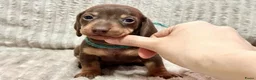Teckel (korthaar)  honden te koop: Teckel puppy's - Advertentie 2