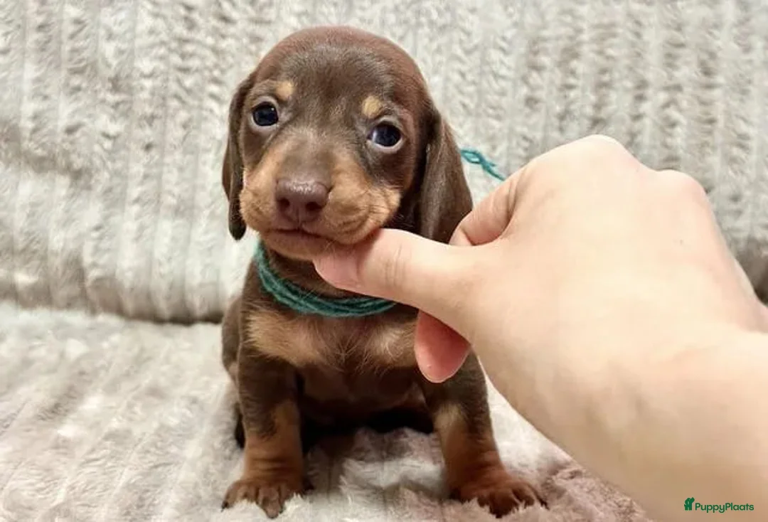 Teckel (korthaar)  honden te koop: Teckel puppy's - Advertentie 2