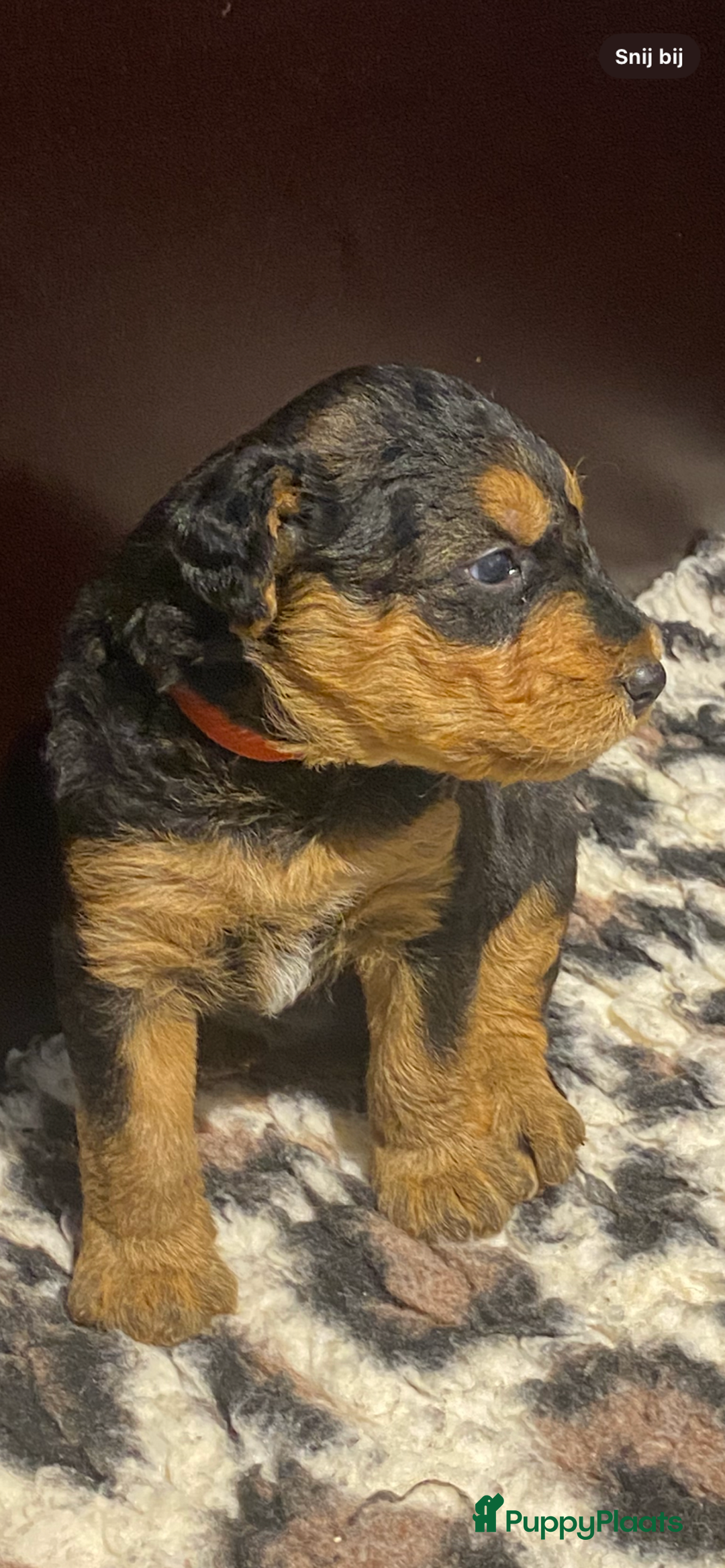 Airedale Terriër honden te koop: Airedale terriër pups  - Advertentie 8