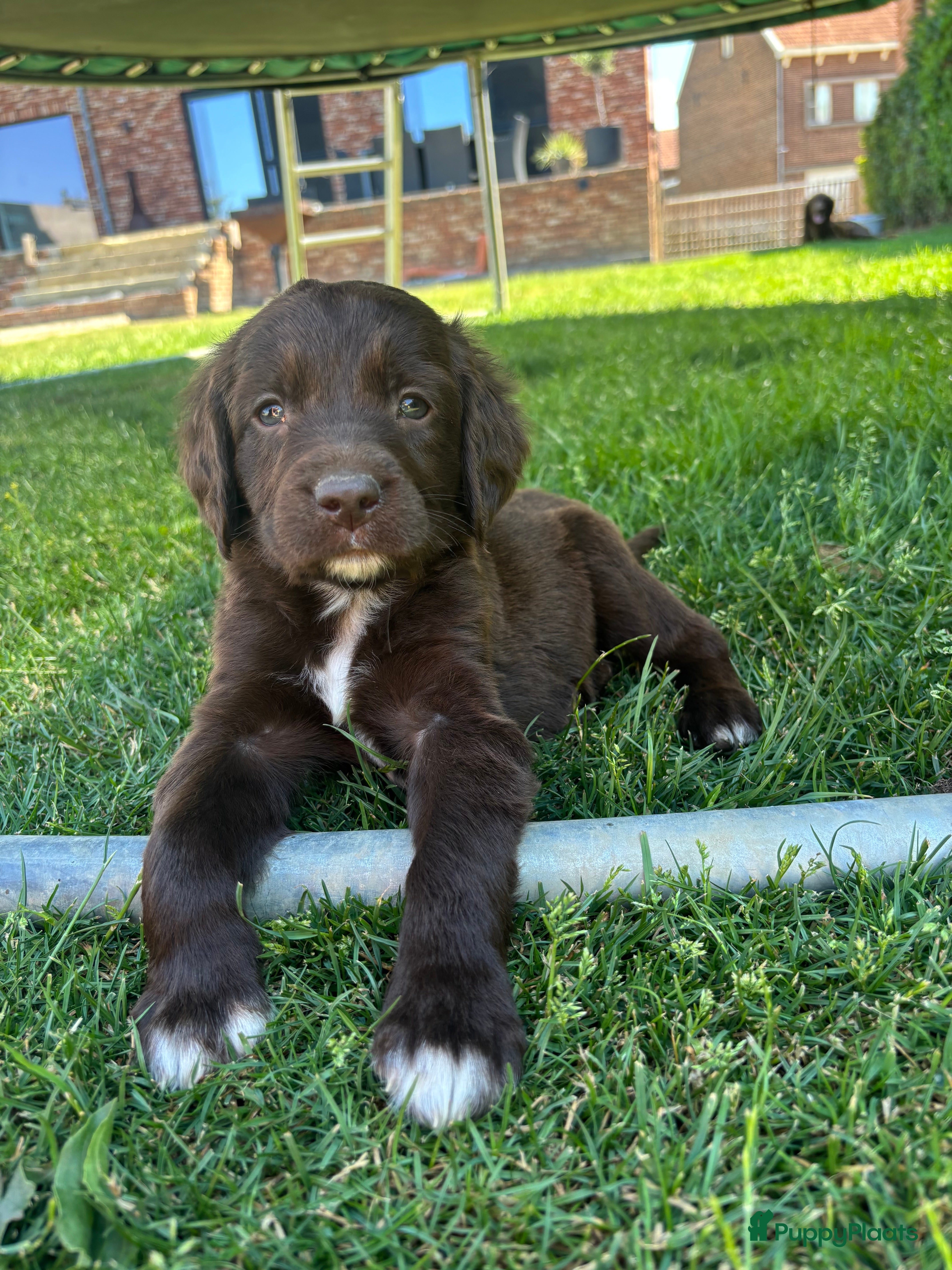 Duitse Staande Hond Langhaar honden Verwacht duitse staande Langhaar pups - Advertentie 1