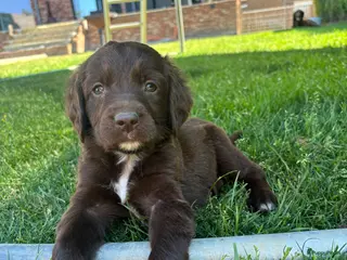 Duitse Staande Hond Langhaar honden Verwacht duitse staande Langhaar pups - Advertentie 1