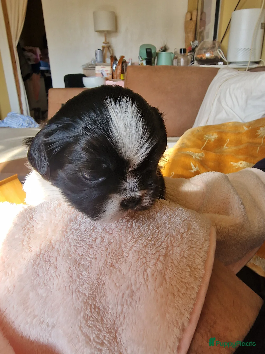Shih Tzu honden te koop: 3 reukes pups te koop in Tilburg - Advertentie 2