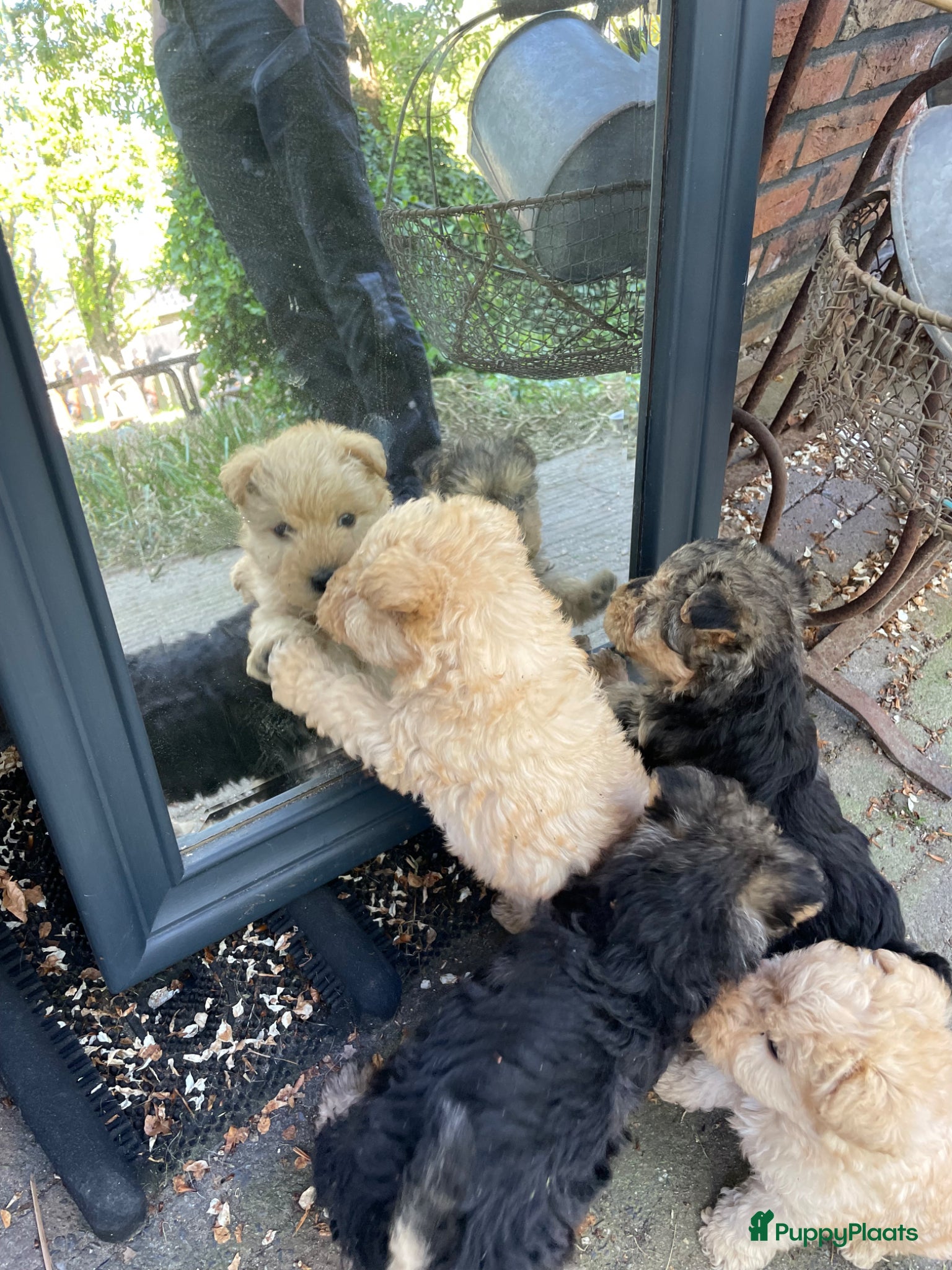 Lakeland Terriër honden Mooie Lakeland Terrier pups - Advertentie 2