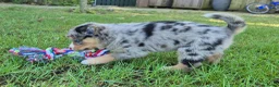 Kruising honden te koop: Mini australian shepherd pup - Advertentie 15