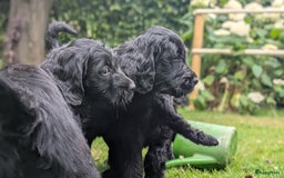 Goldendoodle honden te koop: Golden doodle pups te koop - Afbeelding 8