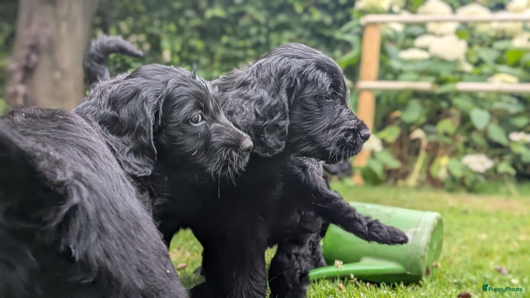 Goldendoodle honden te koop: Golden doodle pups te koop - Afbeelding 8