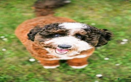 Labradoodle honden te koop: Mini-medium Labradoodle pups  in Wedde - Afbeelding 1