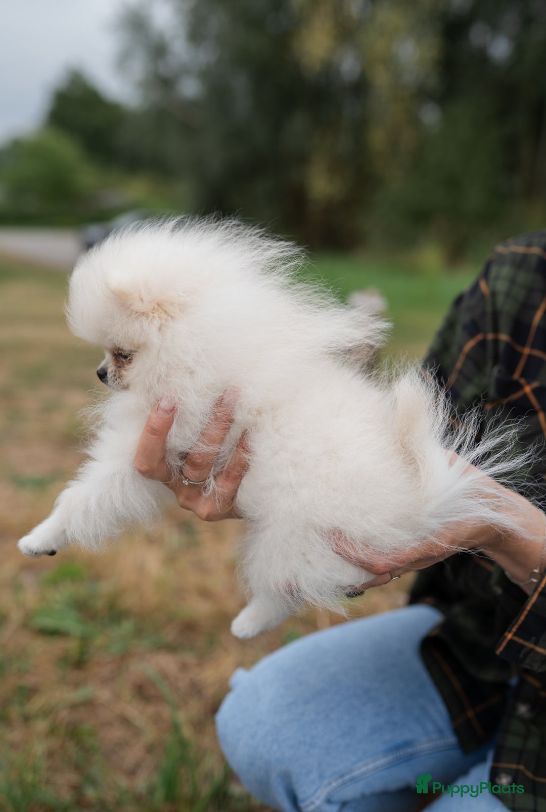 Pomeriaan honden te koop: Pomeranian Mila❤️ - Advertentie 12