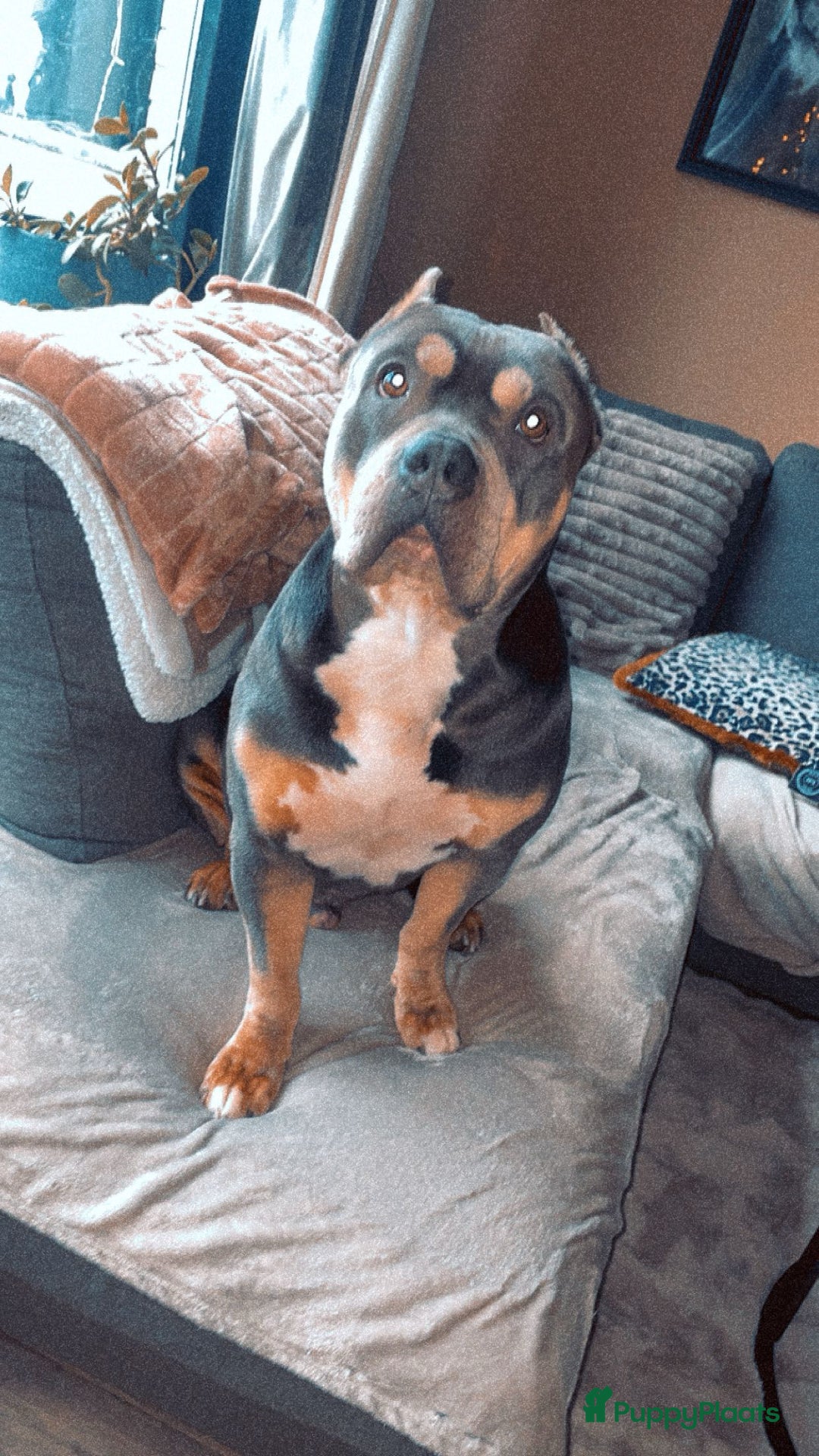 Amerikaanse Bully honden ter dekking: American Bully xl dekreu - Advertentie 2