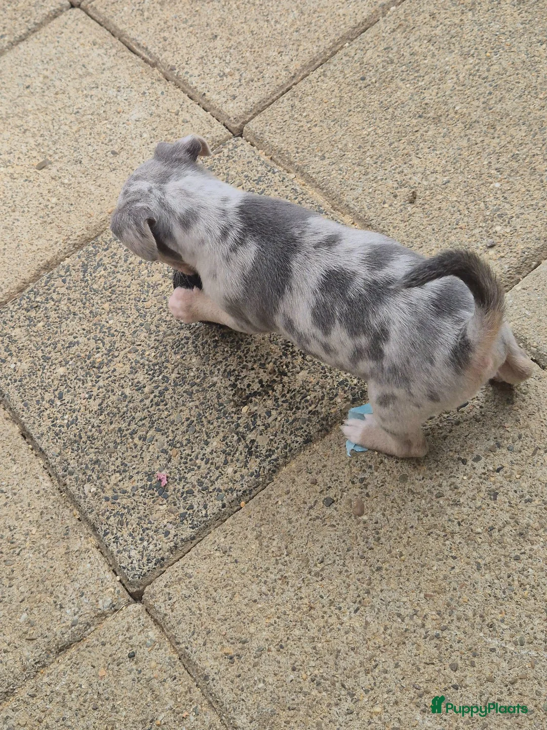Jack Russel Terriër honden te koop: 1 grey merle jack russell teefje - Advertentie 2
