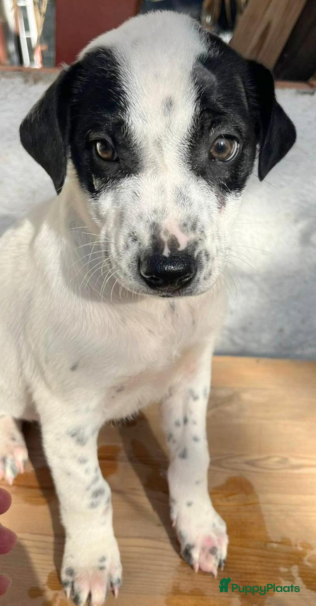 Kruising honden ter adoptie: Gunter zoekt een  vriendje voor het leven  - Advertentie 4