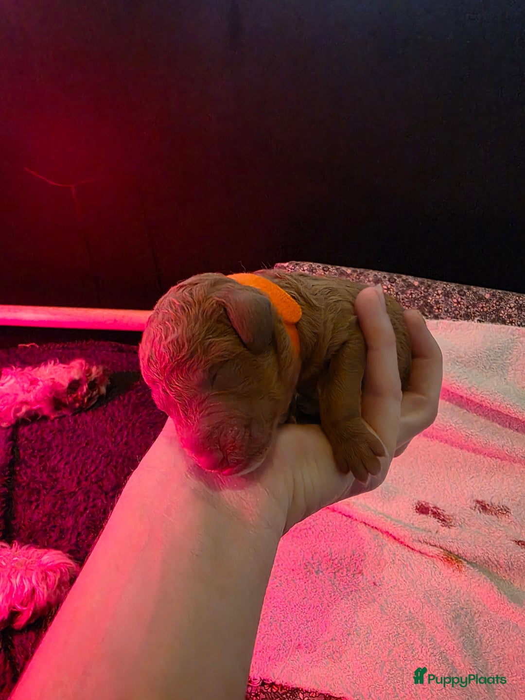 Goldendoodle honden te koop: 🐶 Goldendoodle pups medium - Advertentie 11