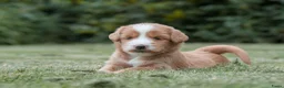 Kruising honden te koop:  Prachtige rood/apricot Medium Doodle pups  - Advertentie 9