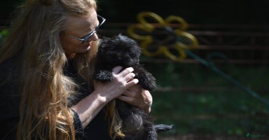 Boomer honden - Advertentie 15