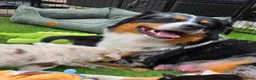 Australian Shepherd honden te koop: Prachtige Australian Shepherd puppy's geboren! - Advertentie 13