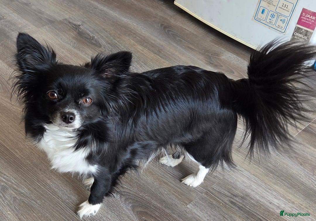 Chihuahua honden te koop: Chihuahua - Advertentie 1