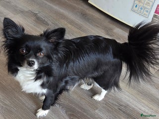 Chihuahua honden Chihuahua - Advertentie 1