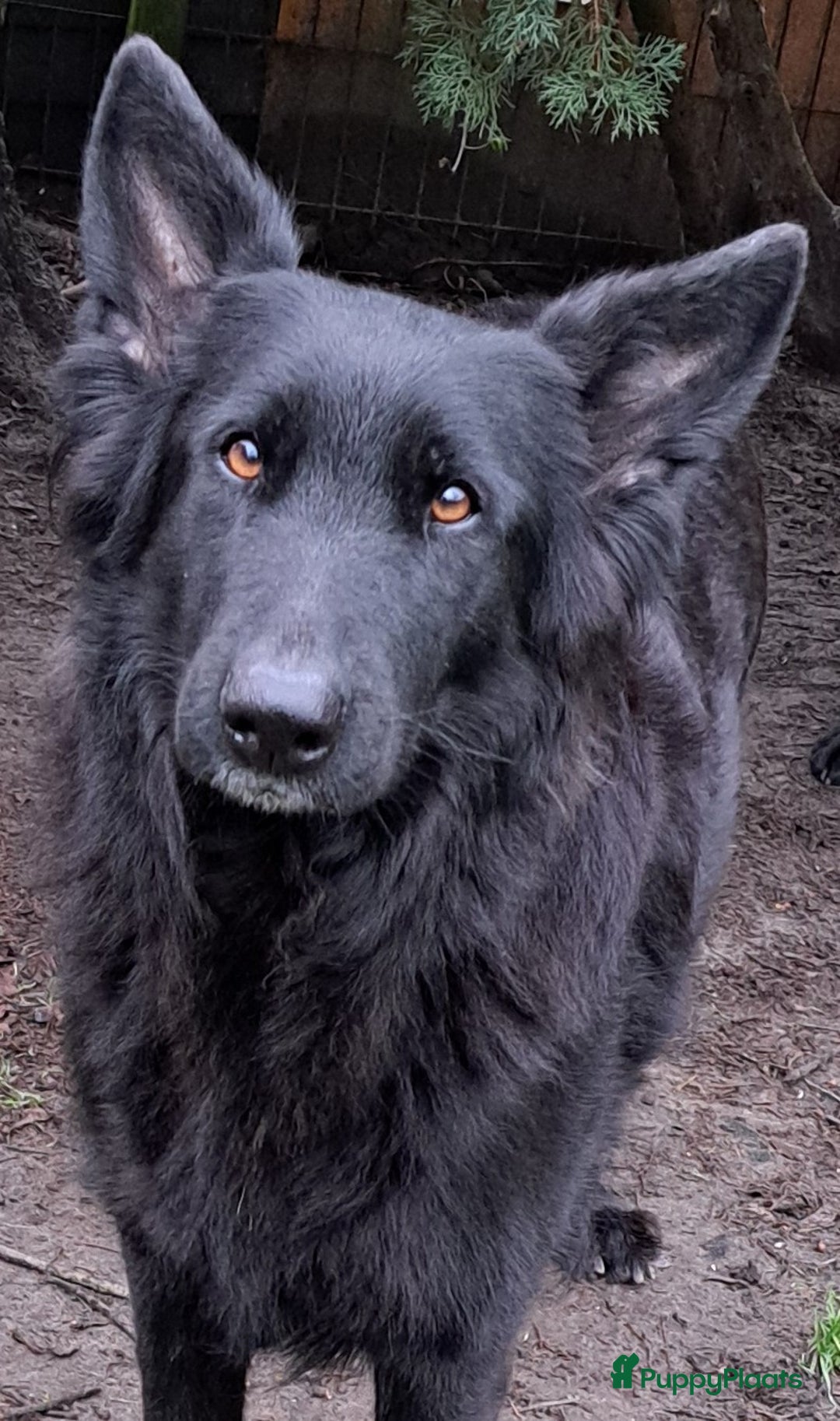 Duitse Herder honden te koop: Langstokharige zw. en zw.br. Duitse Herder puppies - Advertentie 13