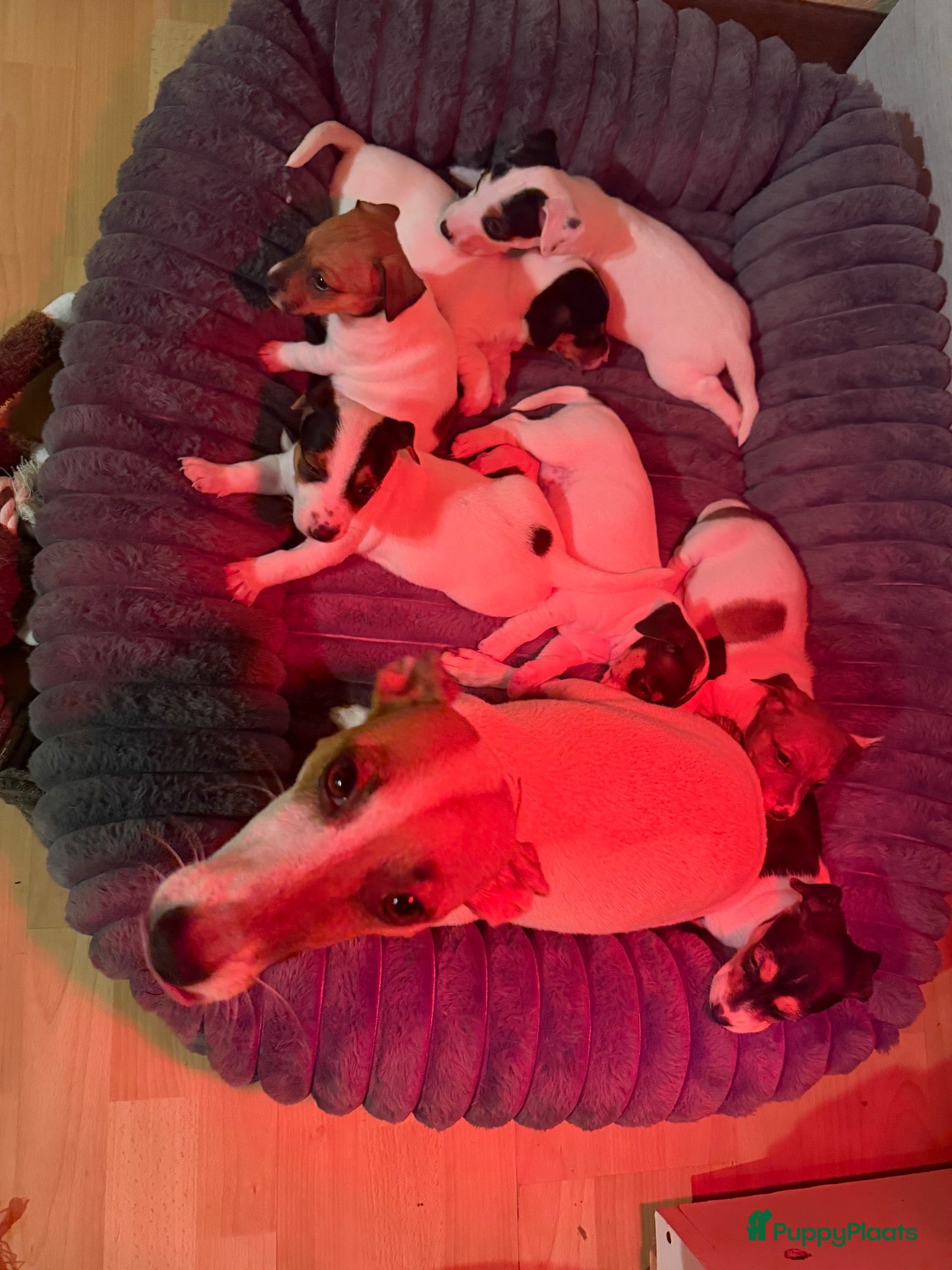 Jack Russel Terriër honden te koop: Schattige jack russels te koop  - Advertentie 8