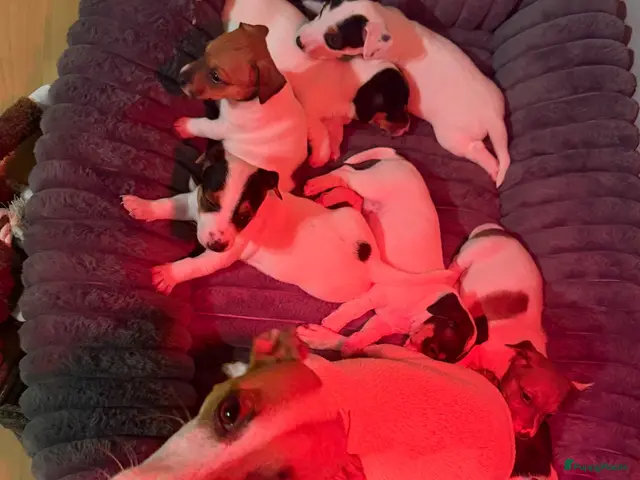 Jack Russel Terriër honden te koop: Schattige jack russels te koop - Advertentie 8