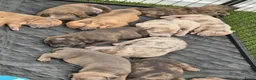 Amerikaanse Bully honden te koop: americanbully xl pup's leesgoed abkc/dbkc stamboom - Advertentie 9