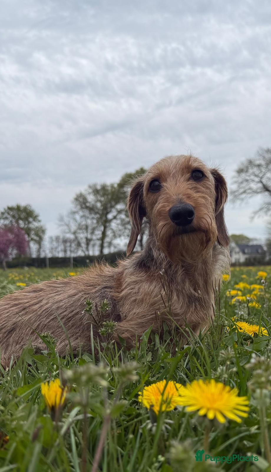 Ruwhaar Teckel honden Teckel Kaninchen pups - Advertentie 1