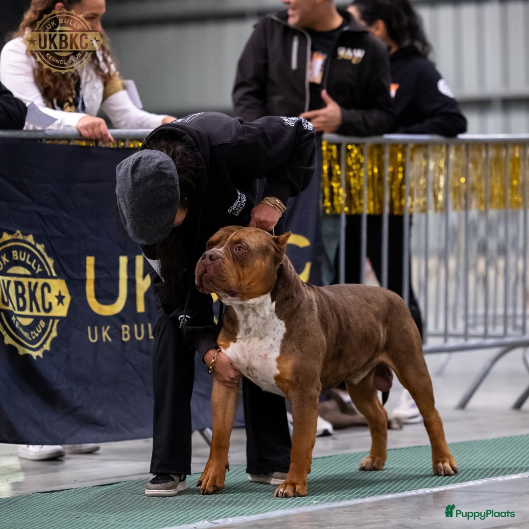 Amerikaanse Bully honden te koop: Pups Bully XL beide ouders kampioen - Advertentie 9