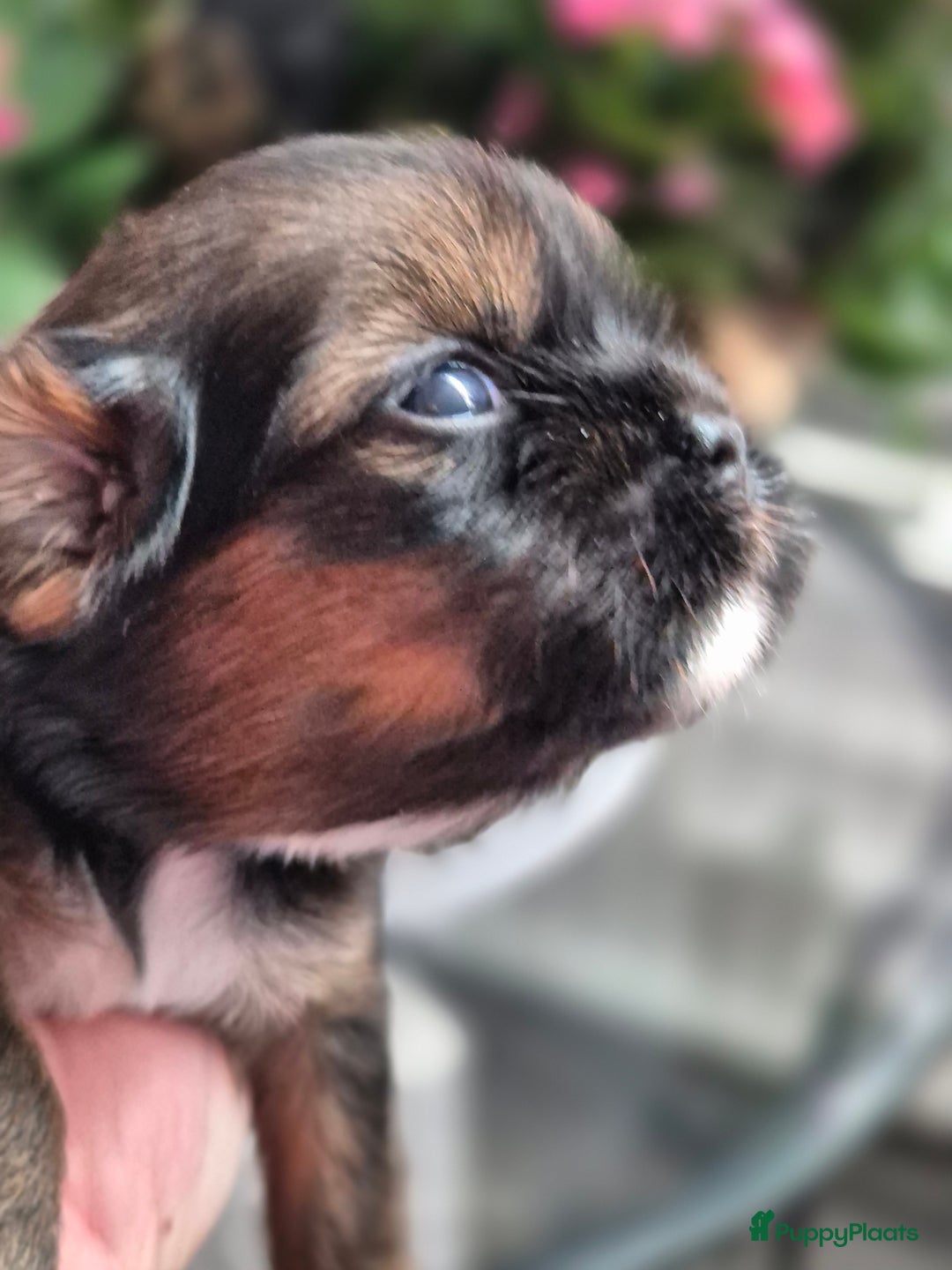 Shih Tzu honden te koop: Te koop  - Afbeelding 4