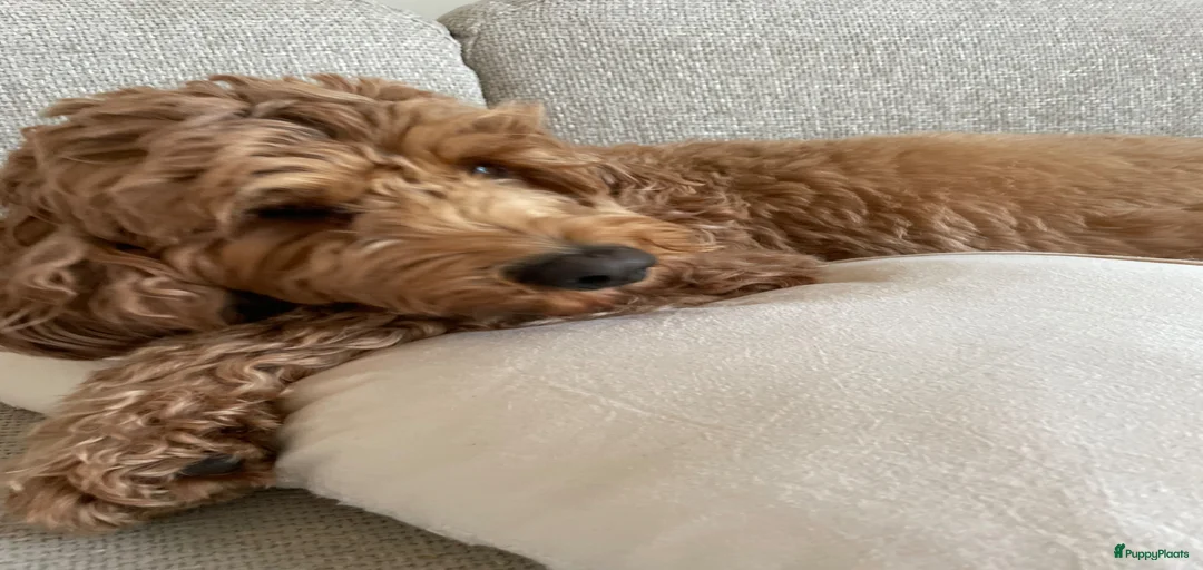 Galerij afbeelding {{count}}